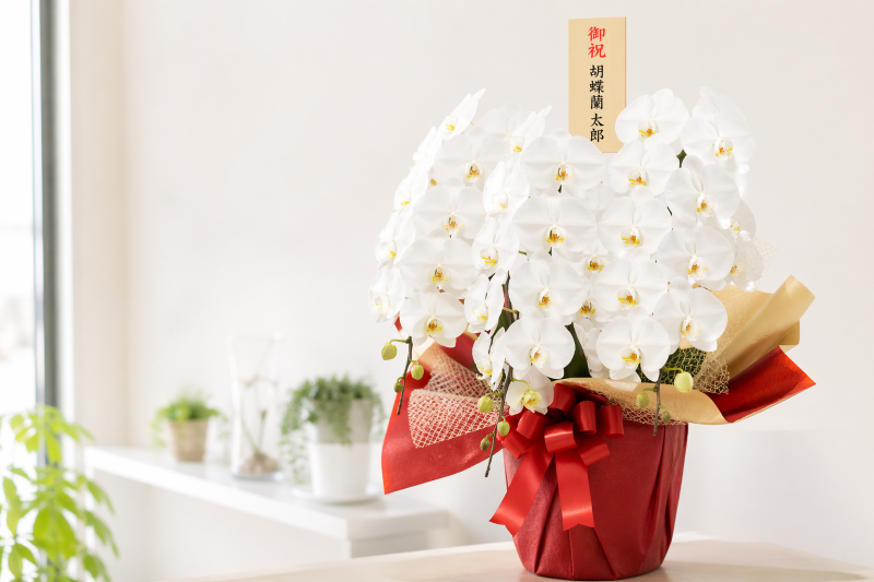 御祝の胡蝶蘭