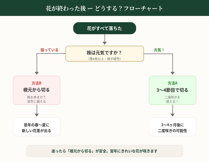 胡蝶蘭の花が終わった後の管理