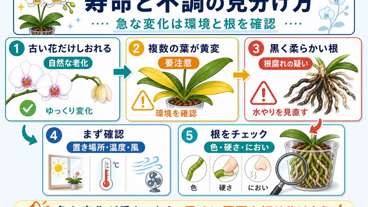 胡蝶蘭の自然な老化と危険な症状を見分ける図