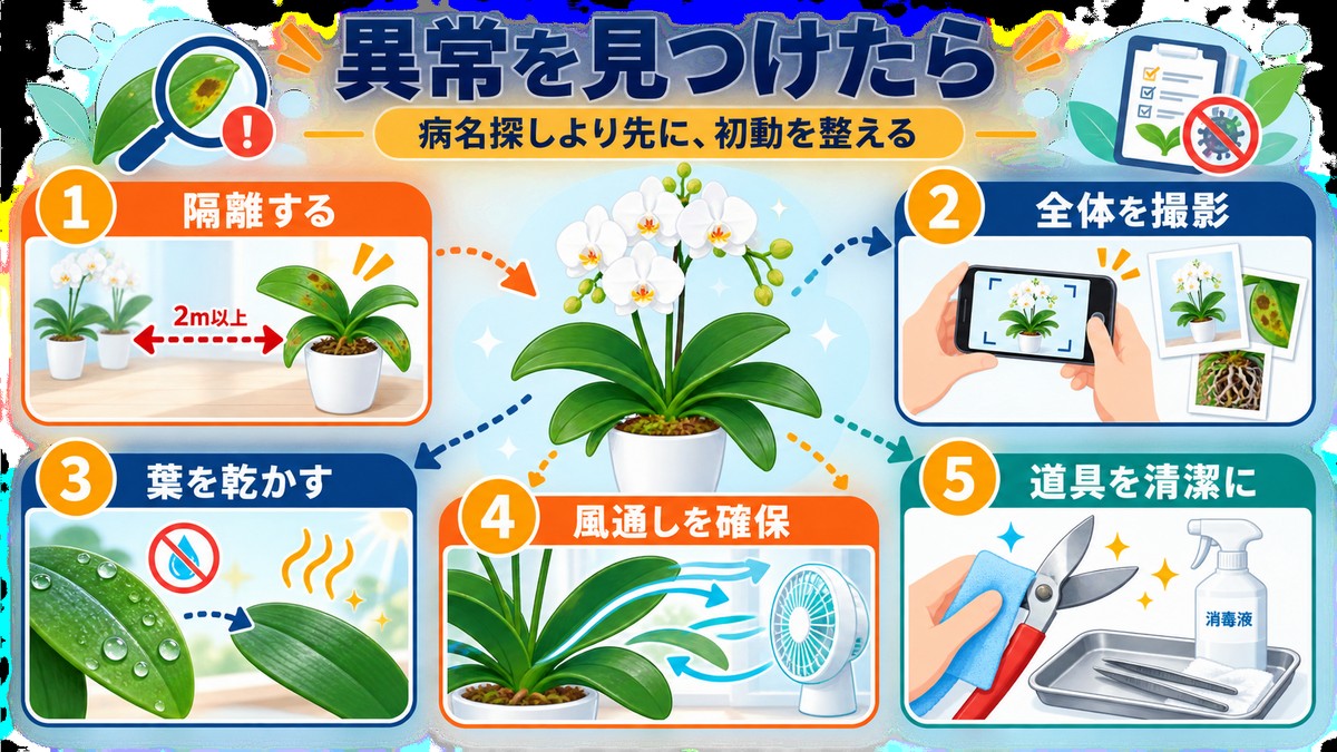 胡蝶蘭に異常を見つけた直後の5つの対応手順