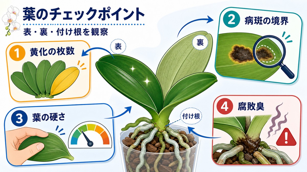 健康な胡蝶蘭の葉と病気や生理障害が疑われる葉の比較