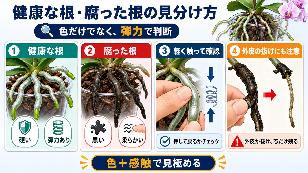 健康な胡蝶蘭の根と腐った根の色や硬さの比較