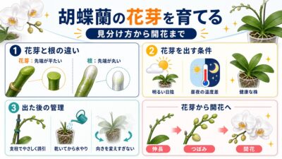 葉の間から花芽を伸ばす胡蝶蘭