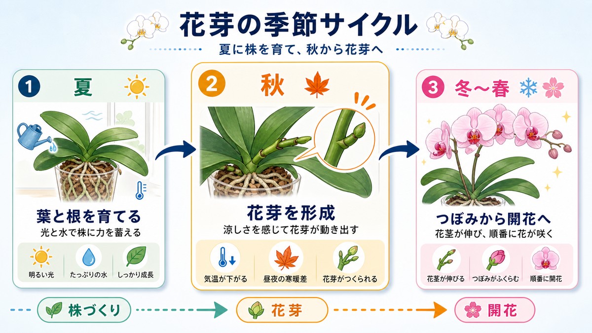 胡蝶蘭の花芽形成から開花までの季節別サイクル