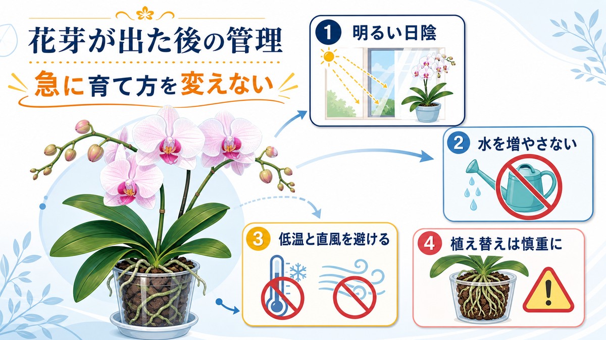 胡蝶蘭の花芽が出た後に行う管理手順