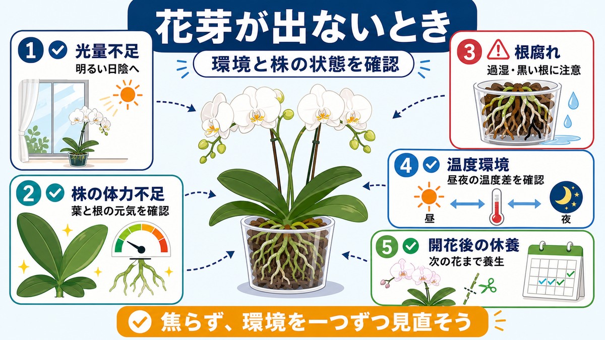 胡蝶蘭の花芽が出ない原因を確認するチェック図