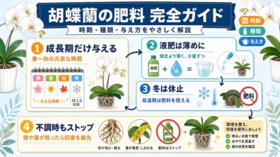 胡蝶蘭の鉢と液体肥料を並べた肥料管理のイメージ
