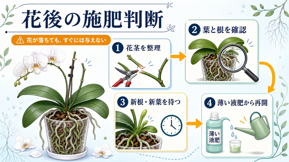 胡蝶蘭の花後から施肥再開までの判断手順