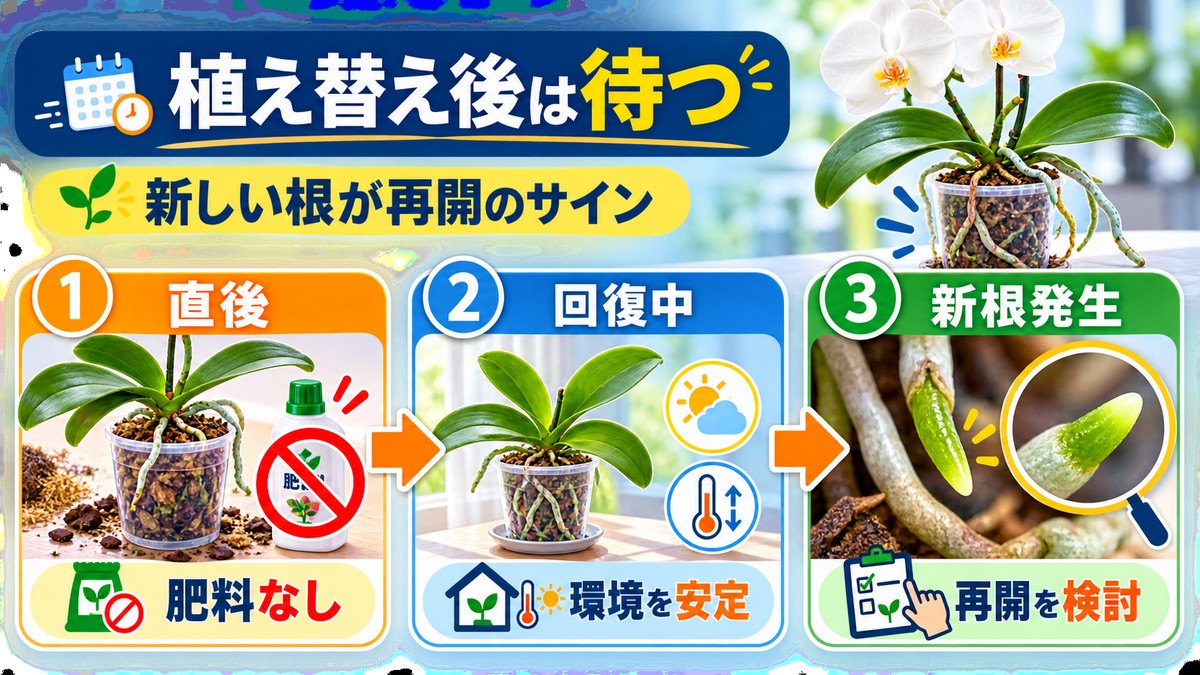 胡蝶蘭の植え替え直後と新根発生後の肥料判断を比べた図