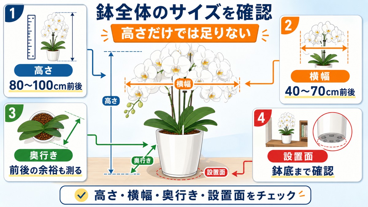大輪胡蝶蘭の高さ・横幅・奥行きの測り方