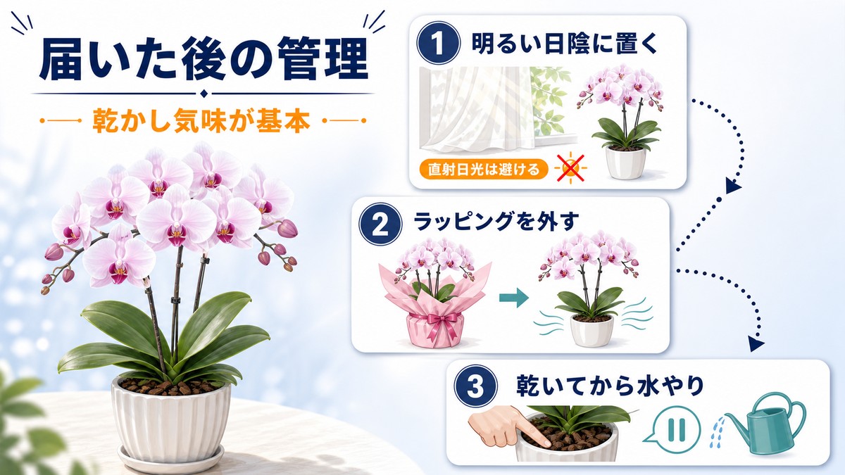 大輪胡蝶蘭の置き場所と水やりの基本
