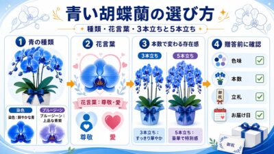 青い胡蝶蘭の3本立ちと5本立ちが並ぶ上品なギフトイメージ