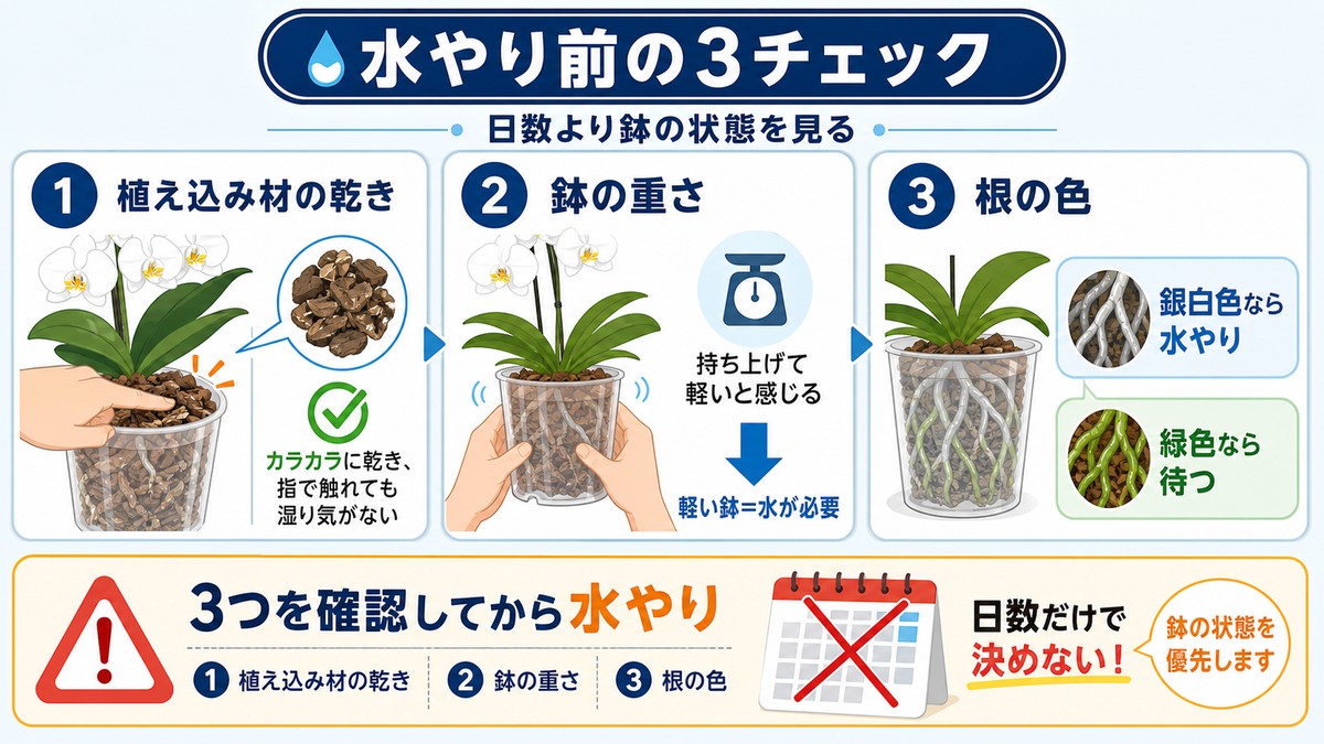 胡蝶蘭の水やり前に植え込み材と根を確認する図解