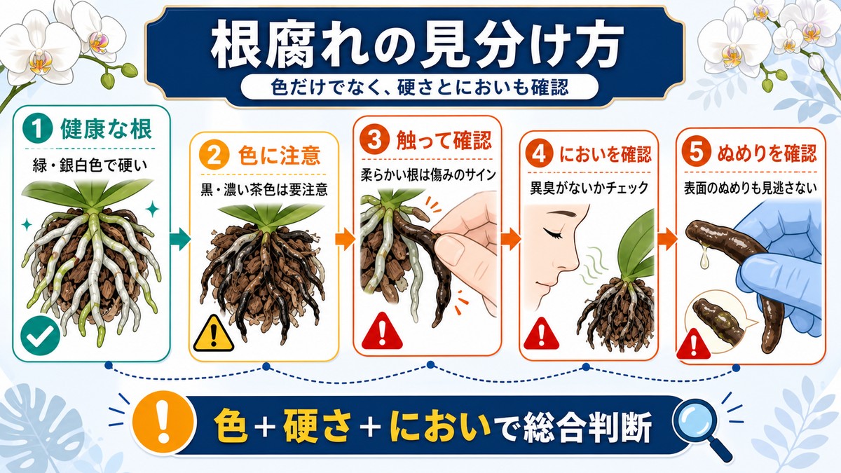 胡蝶蘭の健康な根と根腐れした根の特徴を比較する図解