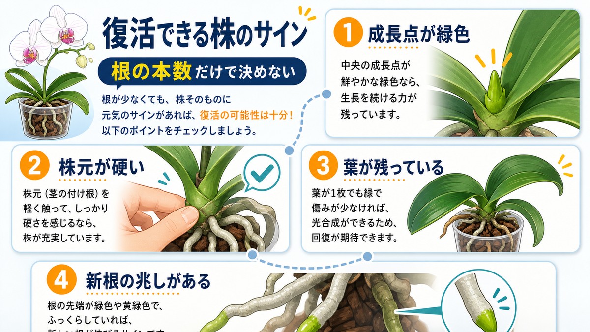 根が少ない胡蝶蘭の復活可能性を株元と成長点で判断する図