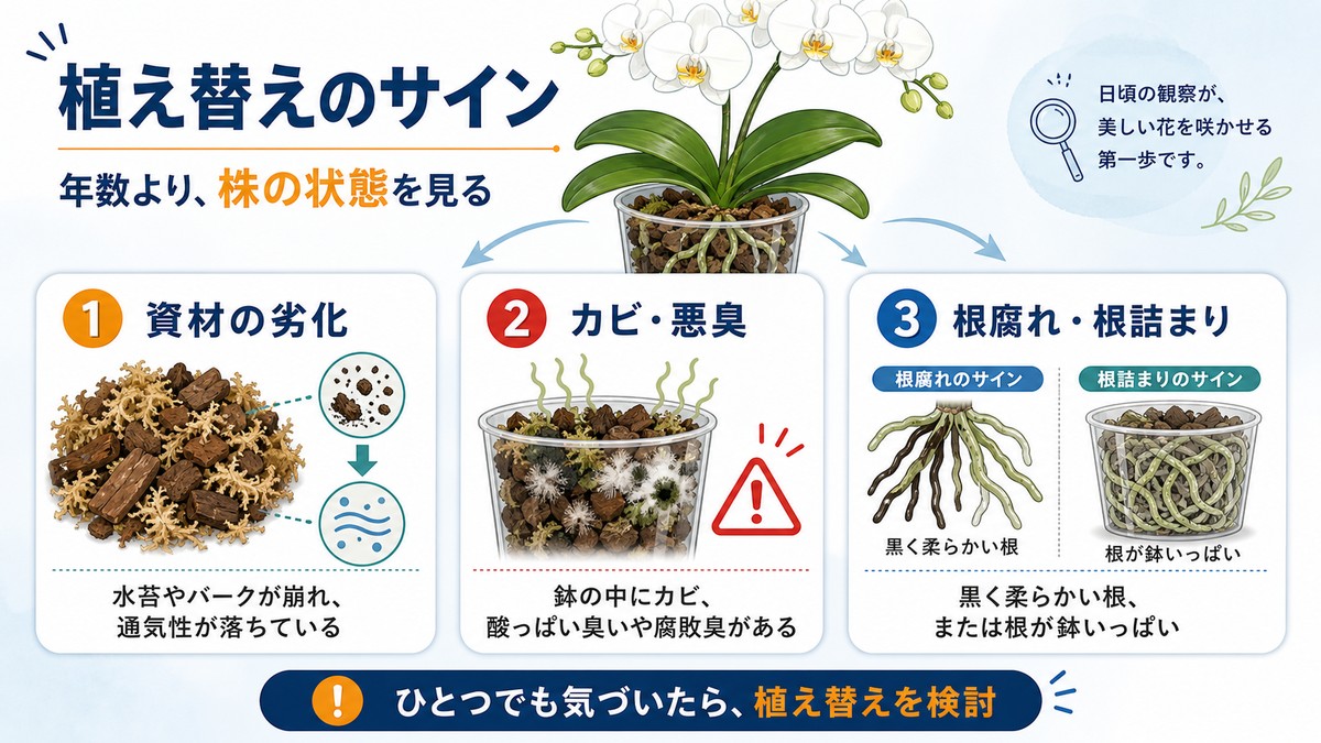 胡蝶蘭の植え替えサインの図解
