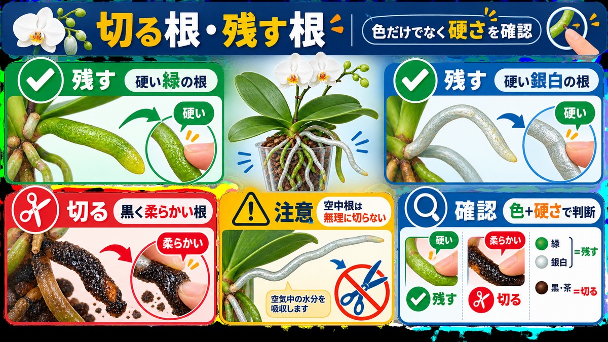 健康な胡蝶蘭の根と腐った根の比較
