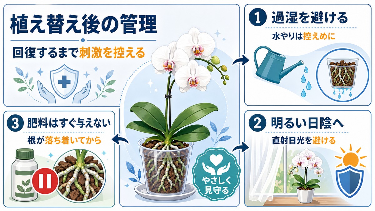 植え替え後の胡蝶蘭を明るい日陰で管理する様子