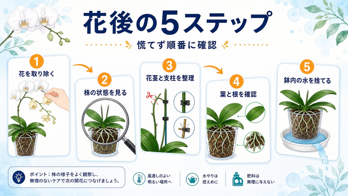 胡蝶蘭の花後に行う5つの手入れ手順