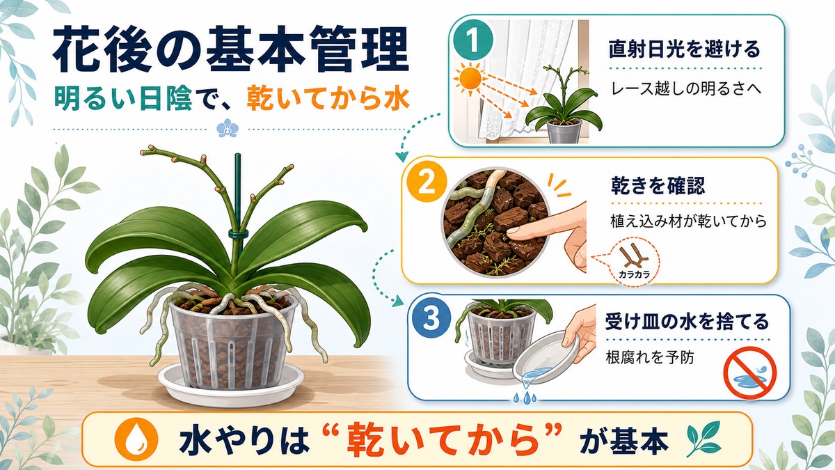 花が終わった胡蝶蘭の置き場所と水やりの要点