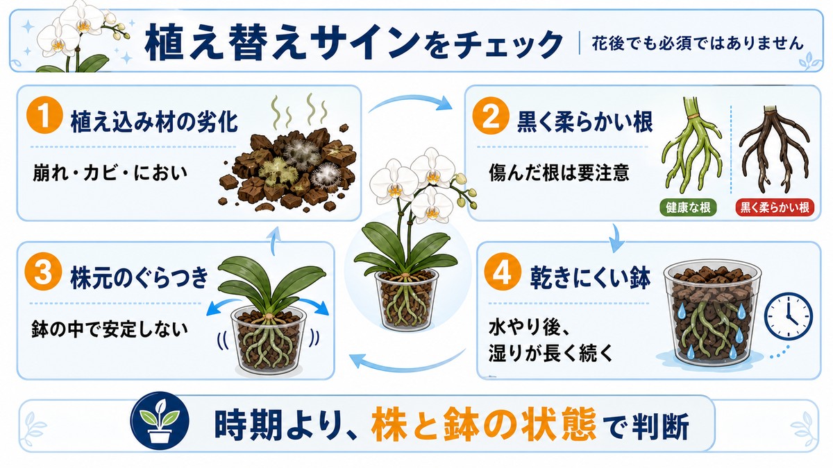 胡蝶蘭の植え替えが必要な状態を示すチェック図