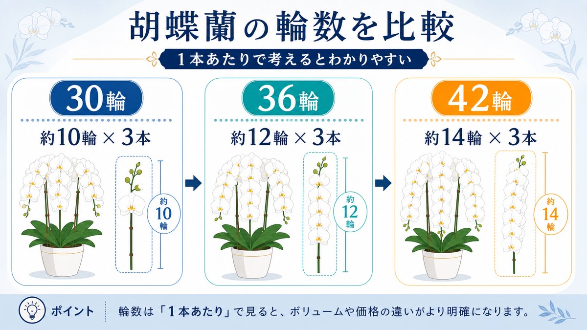 胡蝶蘭3本立ち30輪36輪42輪の花の密度比較