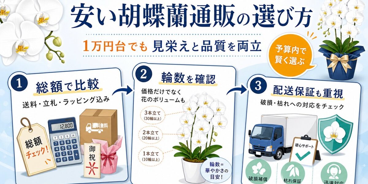 1万円台で選べる白い大輪胡蝶蘭3本立ちのイメージ