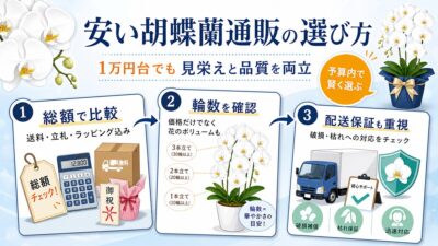 1万円台で選べる白い大輪胡蝶蘭3本立ちのイメージ