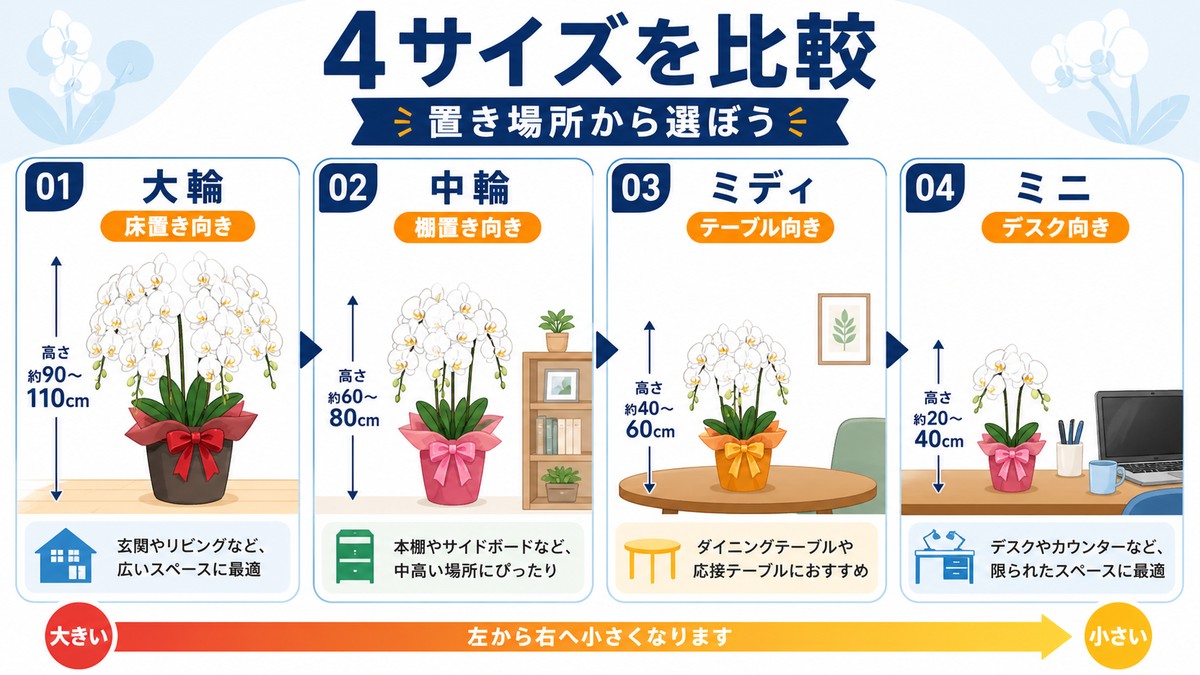 大輪・中大輪・ミディ・ミニ胡蝶蘭のサイズ感を比較する図解
