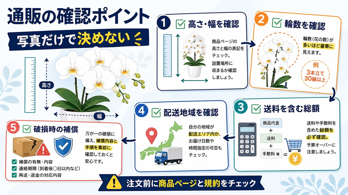 ミディ胡蝶蘭を通販で注文するときの確認項目