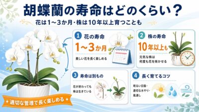 明るい室内で長く咲く白い胡蝶蘭の鉢植え